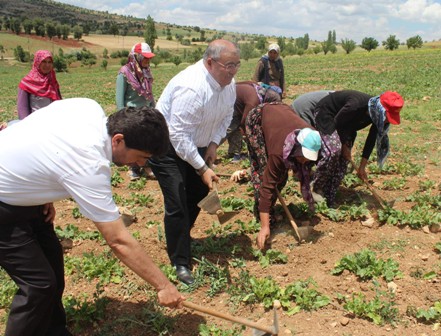 Milletvekili kadın işçilerle tarlada çapa yaptı