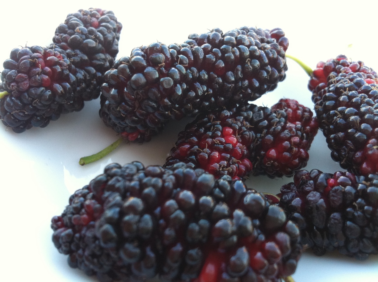 Sağlık iksiri: Kara dut