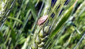 Seydişehir'de süne mücadelesi