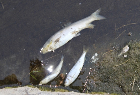 Akçay deresinde esrarengiz balık ölümleri