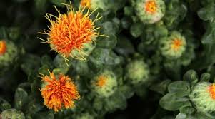 Kadınların yeni sağlık iksiri, aspir yağı