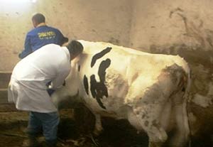 'Hayvanlara şap aşısı' uyarısı