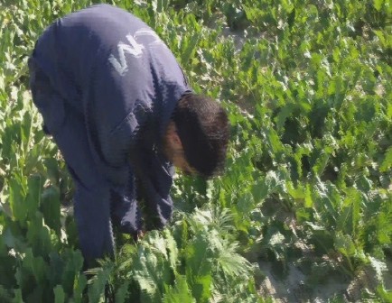 Pancar tarlasında 20 bin kök uyuşturucu bulundu