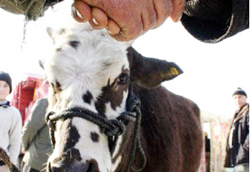 Altınekin'de 982 deri toplandı