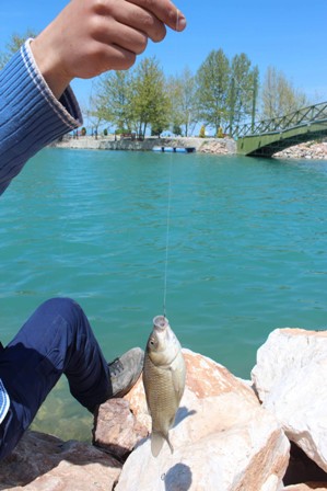 Beyşehir Gölü’nde “Gümişi havuz balığı” hakimiyeti ele geçirdi
