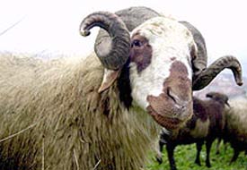 Muhtaç ailelere kurbanlık dağıtımı