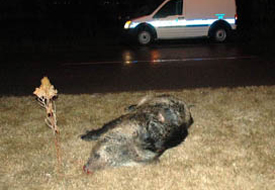 Domuzlar kazaya neden oluyor