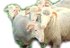 Altınekin'de hayvan hırsızlığı