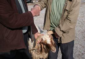 Kurbanlık satıcılarının diş hilesi