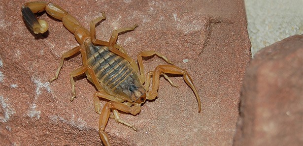 Dünyanın en zehirli akrebi bu ilimizde