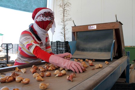 Konya'dan Hollanda'ya lale ihracatı