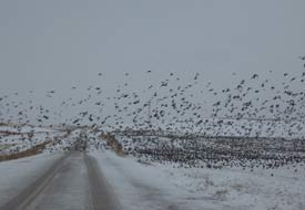 Çeltik'e yılın ilk karı yağdı