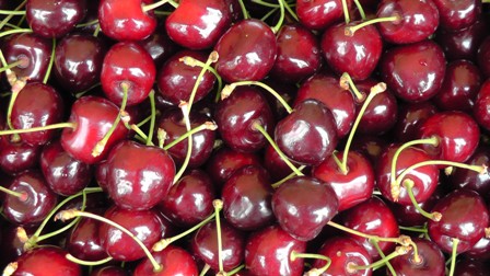 Taşıma suyla kiraz üretip ihraç ettiler