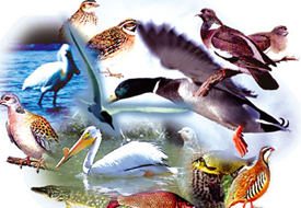 Kaçak avlanan 3 kişi yakalandı