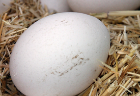 Sarısı koyu yumurta daha yararlı