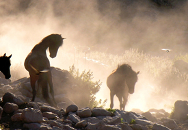 12 Eylül darbesi atları da vurdu!