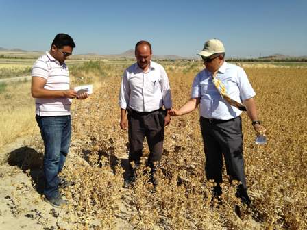 Ereğli’de aspir ekimi yaygınlaşıyor