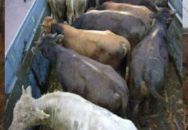 Beyşehir'de kubanlıklar çalındı