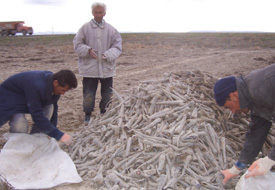 Siyah havuç ekimi artıyor