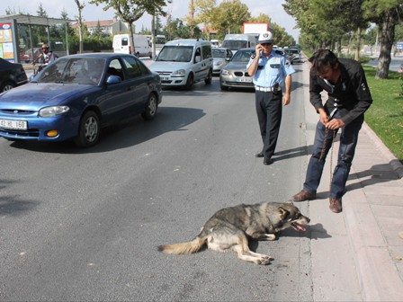 Vicdansız sürücü çarptığı köpeği bırakıp gitti