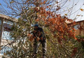 Ağaçlarda yaprak dökümü mesaisi