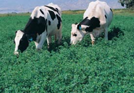 Ereğli'de kaba yem üretimi gelişiyor