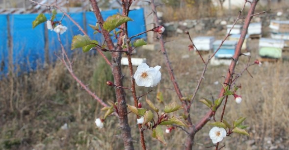 Hüyük'te 4 yılda 27 bin fidan toprakla buluştu