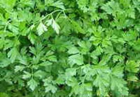 Maydanozda neler var neler