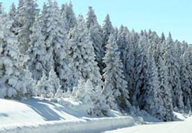 Kar nedeniyle yaylada mahsur kaldılar