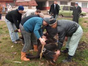 Kurbanı 'acısız' metotla kesin fetvası