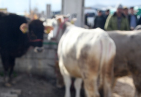 Boğalar ihaleyle satılacak