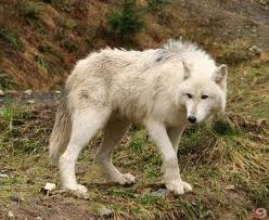 Ereğli'de "Kurtlar köye indi" iddiası