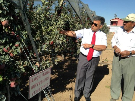 Ereğli'de elma hasadı başladı