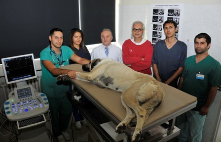 Kedi ve köpeklerdeki kalp hastalıkları teşhis edilebilecek