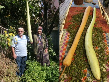 2 Metre 20 Santimetre Boyunda Kabak