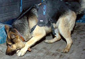 Polis köpeği 16 kilo esrar buldu