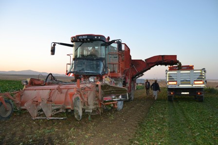 Kulu’da pancar hasadı ve alımları başladı