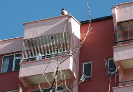 Eski eşini bıçakladı, intihara kalkıştı