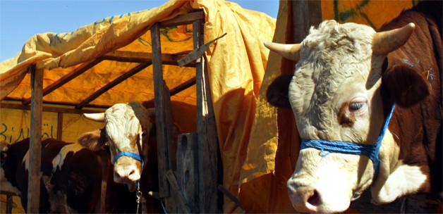 Seydişehirli Besiciler Satışlardan Memnun Değil