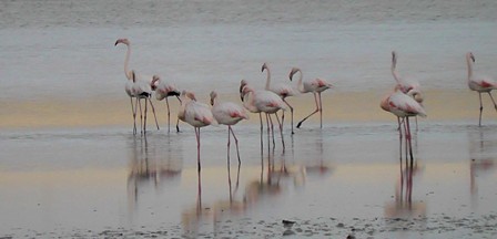 Düden Gölü'nde flamingo göçü başladı