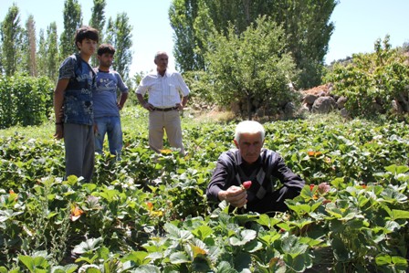 Dikilitaş Köyünde 20 Ton Çilek Üretildi