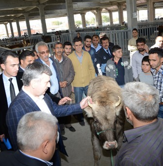 Başkan Akyürek Hayvan Pazarında incelemelerde bulundu