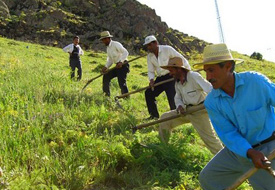 Kirazda üzülenler hububata seviniyor
