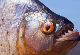 Türkiye'nin en güçlü cemaati