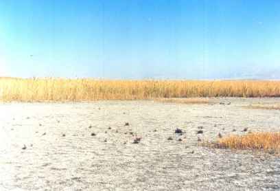 Akgöl Sazlığı için kurtarma çağrısı