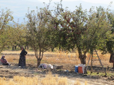 Ahırlı'daki Üreticiler Elmalarını Satamıyor