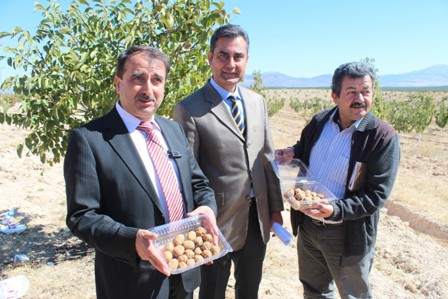 Beyşehir ceviz üretiminde atılım yaptı