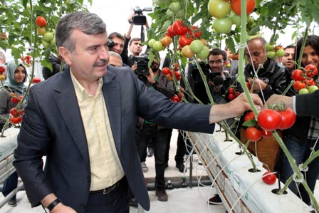 Çöplüğe kurulan serada ilk hasat