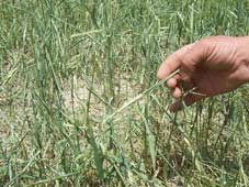 Dolu yağışı hububata zarar verdi