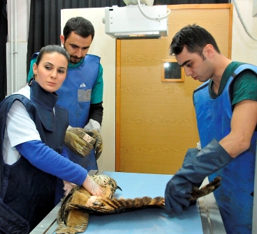 Yaralı baykuşa medikal tedavi